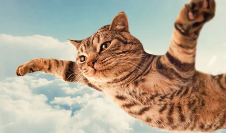 Ipsum